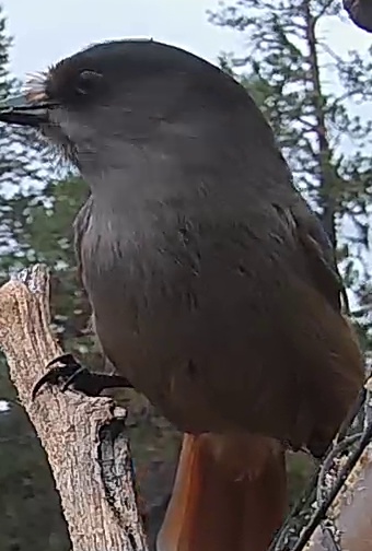 Best image of Siberian jay