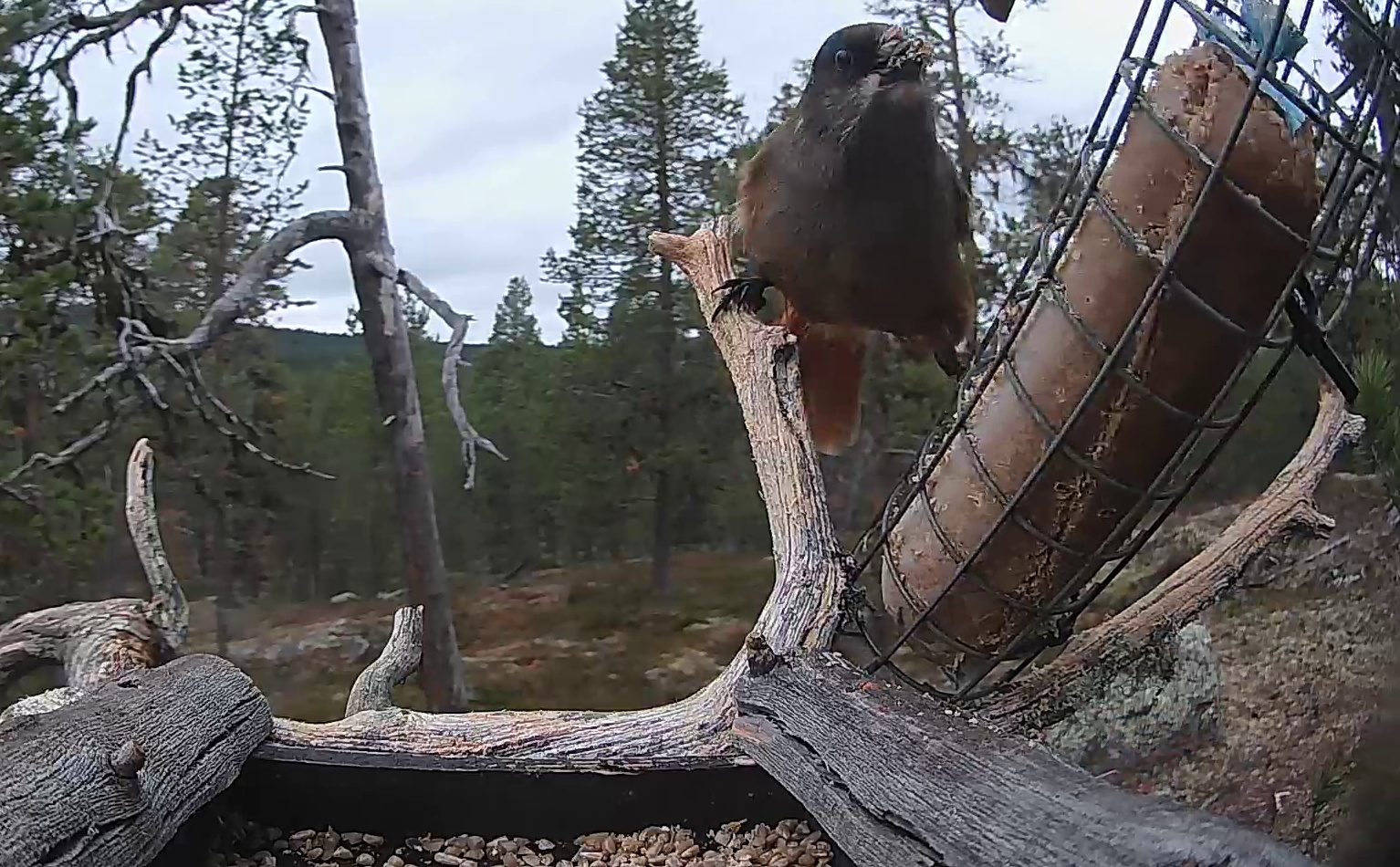 Best image of Siberian jay