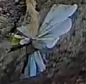 Best image of Azure tit