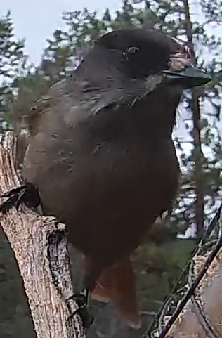Best image of Common raven