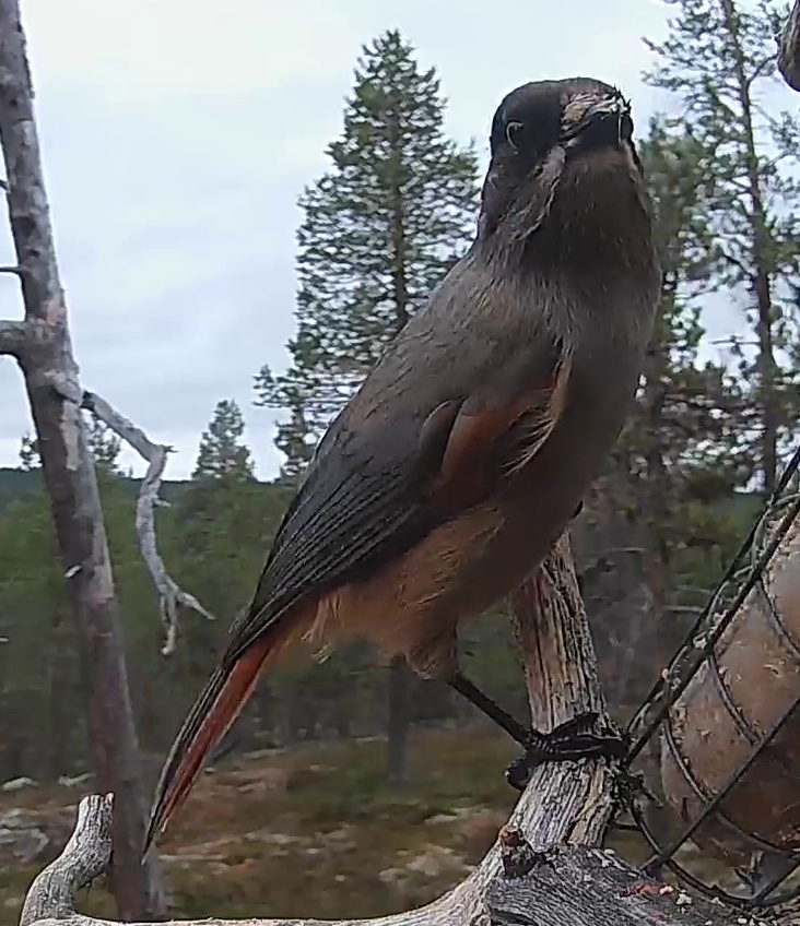 Best image of Siberian jay