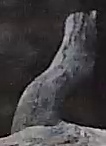 Best image of Pallid scops owl