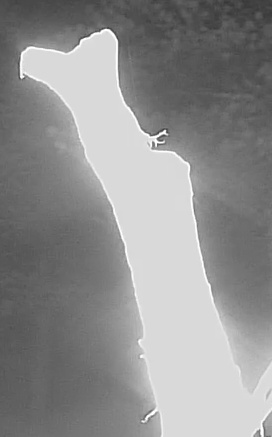 Best image of Razorbill