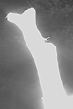 Best image of Razorbill