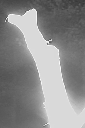 Best image of Razorbill