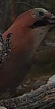 Best image of Eurasian jay