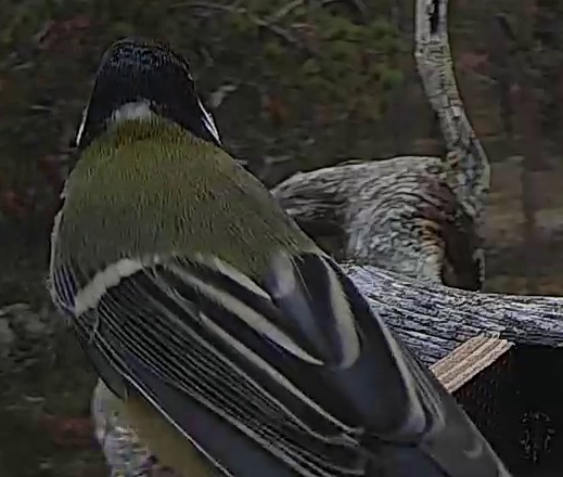 Best image of Great tit