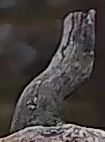 Best image of Pallid scops owl