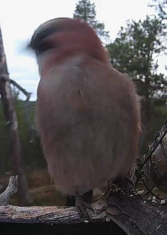 Best image of Eurasian jay