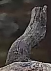 Best image of Pallid scops owl
