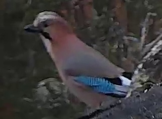 Best image of Eurasian jay