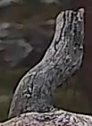 Best image of Pallid scops owl