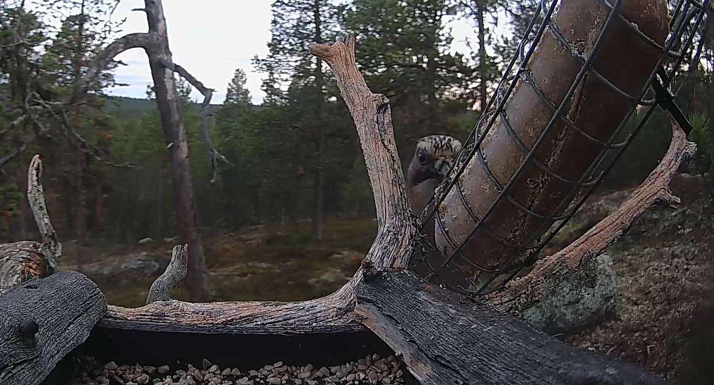 Best image of Eurasian jay