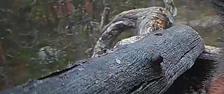 Best image of Helmeted guineafowl