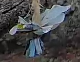Best image of Azure tit