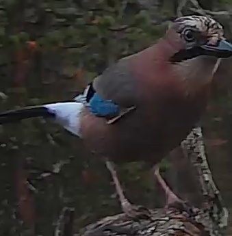 Best image of Eurasian jay