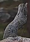 Best image of Pallid scops owl