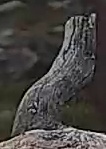 Best image of Pallid scops owl