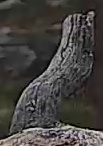 Best image of Pallid scops owl