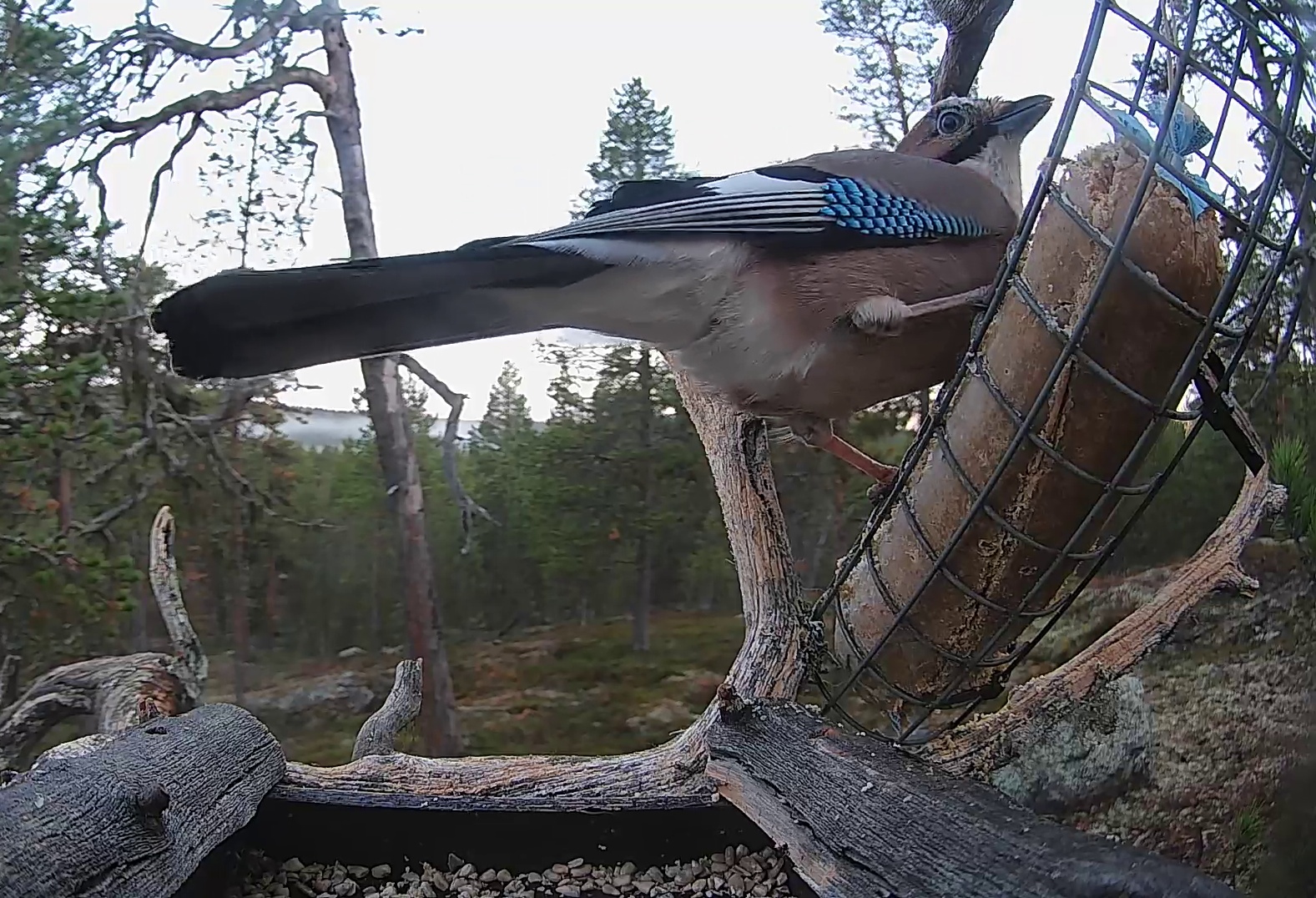 Best image of Eurasian jay