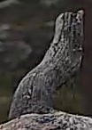 Best image of Pallid scops owl