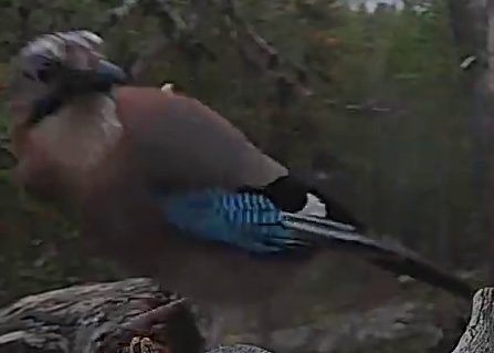 Best image of Eurasian jay