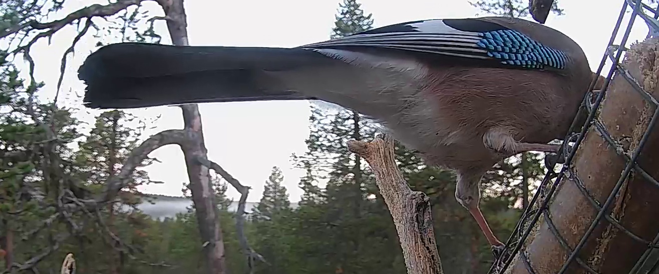 Best image of Eurasian jay