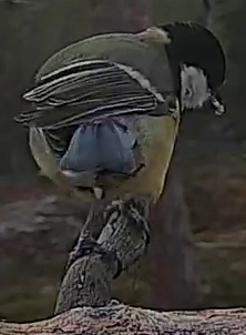Best image of Great tit
