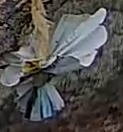 Best image of Grey heron