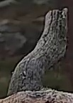 Best image of Pallid scops owl