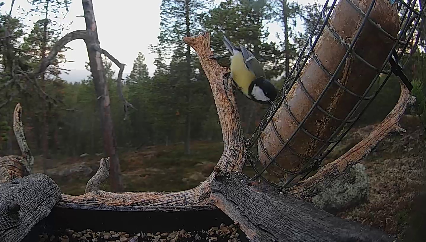 Best image of Great tit