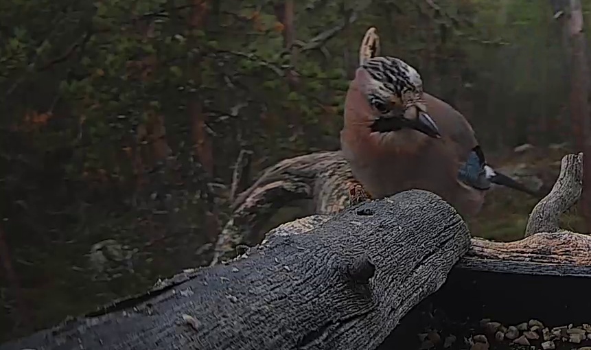 Best image of Eurasian jay