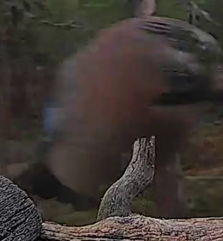 Best image of Helmeted guineafowl
