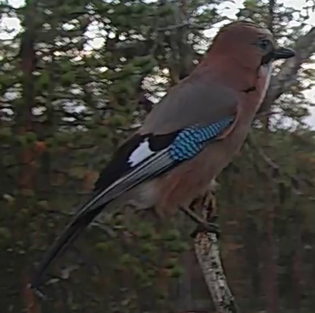 Best image of Eurasian jay