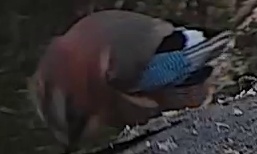 Best image of Eurasian jay