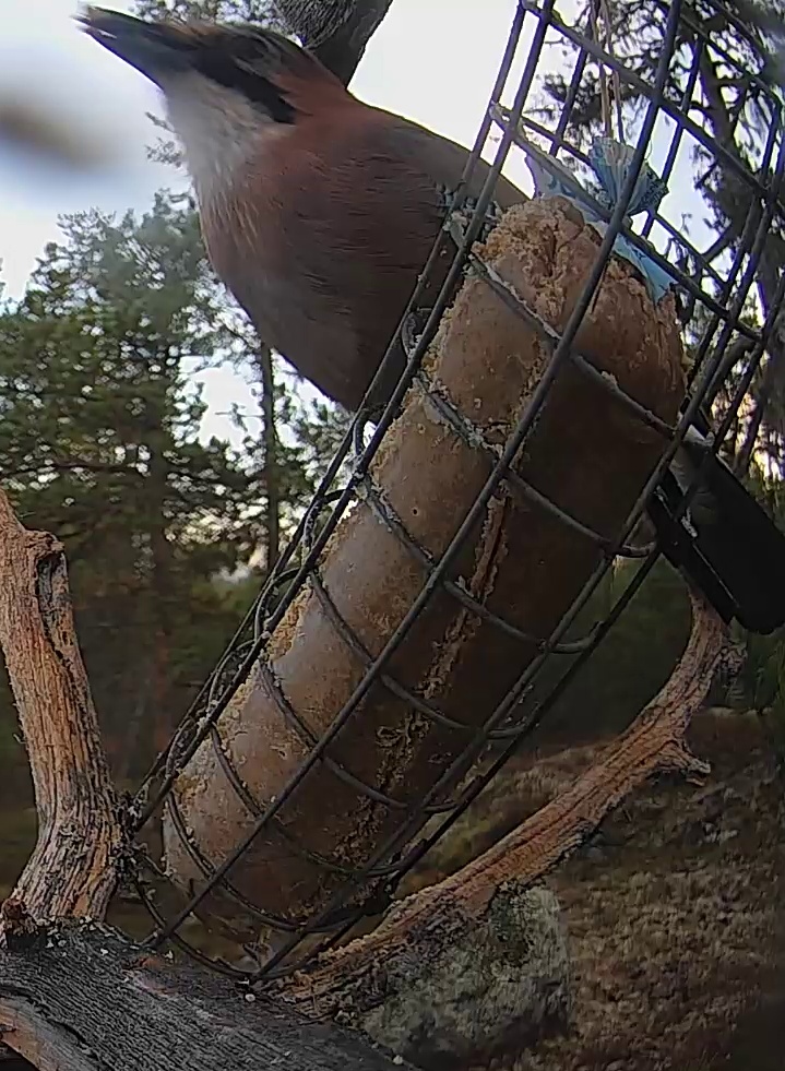 Best image of Eurasian jay