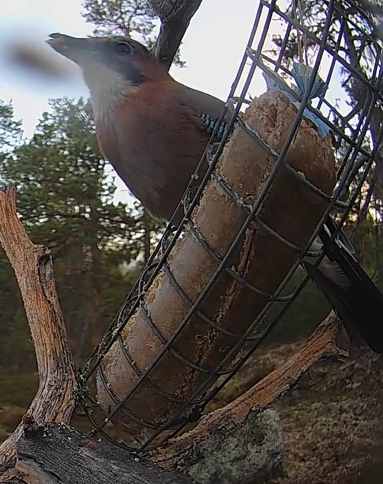 Best image of Eurasian jay