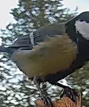 Best image of Great tit