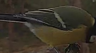 Best image of Great tit