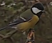 Best image of Great tit