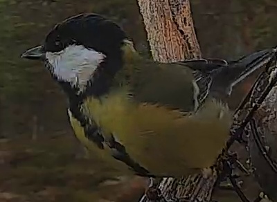 Best image of Great tit