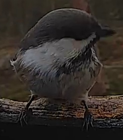 Best image of Willow tit