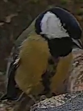 Best image of Great tit