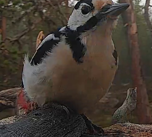 Best image of Great spotted woodpecker