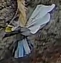 Best image of Great tit