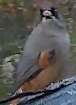 Best image of Bearded reedling