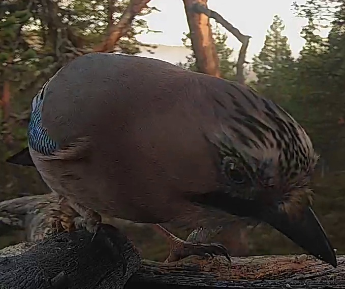 Best image of Eurasian jay