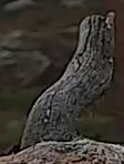 Best image of Pallid scops owl