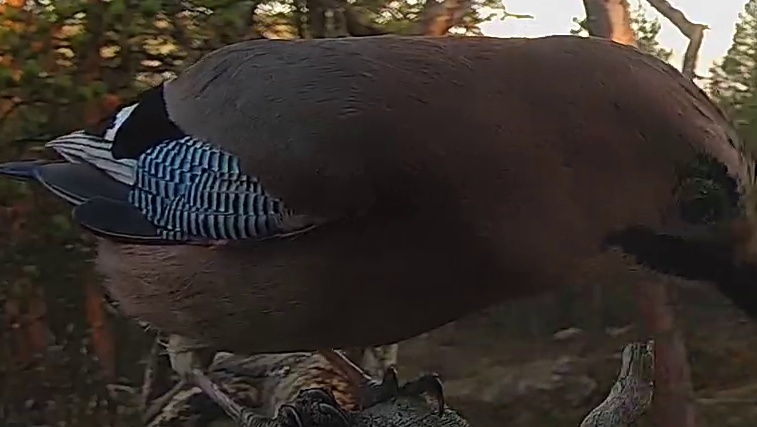 Best image of Eurasian jay