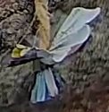 Best image of Short-toed snake eagle